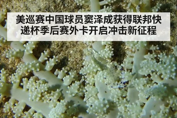 美巡赛中国球员窦泽成获得联邦快递杯季后赛外卡开启冲击新征程